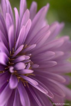 a close up view of a purple flower