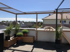 a white bear walking across a rooftop next to potted plants