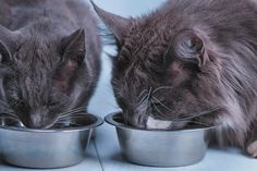 two cats are eating out of metal bowls