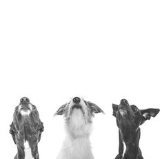 three dogs are looking up at the sky