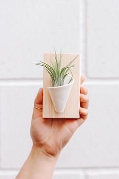 a hand holding a small plant in a white ceramic pot on a wooden block with a white brick wall behind it