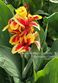 a yellow and red flower with water droplets on it's petals in a garden