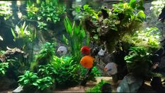 an aquarium filled with lots of different types of plants and fish in it's habitat