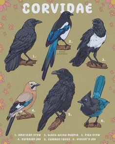 an illustrated guide to the birds of corvidae