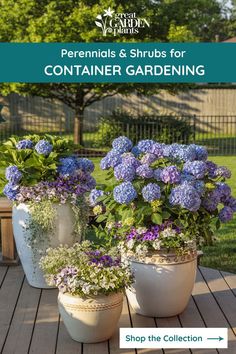 Hydrangeas and perennials growing in pots on a deck Hydrangea Planters, Hydrangea Potted, Bigleaf Hydrangea, Hydrangea Varieties, Tattoo Plant, Porch Flowers, Growing Hydrangeas, Hydrangea Macrophylla, Planting Hydrangeas