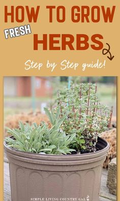 a potted plant with the title how to grow herbs step by step guide