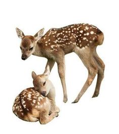 two baby deers are laying next to each other