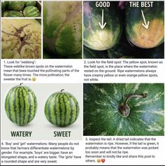 an article about watermelon is featured in the magazine, which features pictures of different fruits