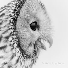 an owl's head is shown in black and white