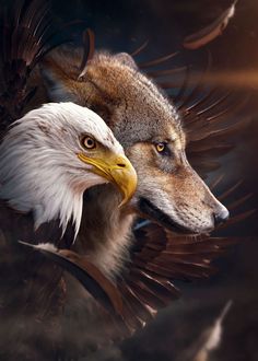 an eagle and a wolf face each other