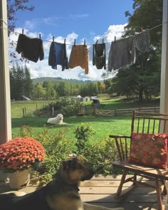 a dog is sitting on the porch looking out at an outside area with clothes hanging