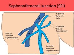 the scaphenoforoal function is shown in this diagram