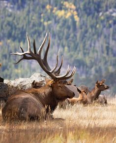 a large elk laying down in the grass