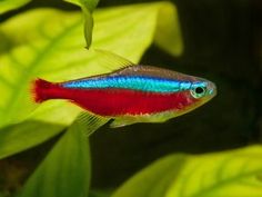 a red and blue fish with green leaves in the background