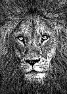 a black and white photo of a lion's face with the eyes wide open