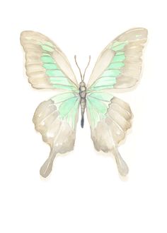 a white butterfly with green wings on a white background and the back side of it's wing