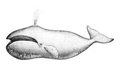 a drawing of a whale with its mouth open and it's tail curled up