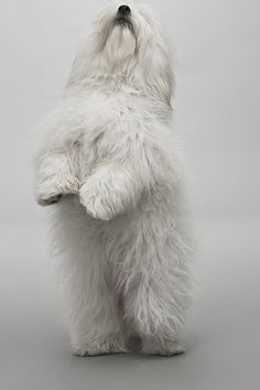 a white dog standing on its hind legs with it's front paws folded up