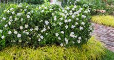 white flowers are blooming on the shrub in front of a red brick walkway and fence