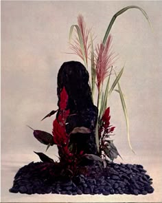 an arrangement of plants and rocks in front of a white background, with red flowers