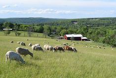 a herd of sheep grazing on top of a lush green field next to a red barn