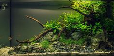 an aquarium filled with plants and rocks