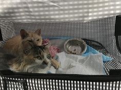 two cats are sitting in the back of a chair with mesh coverings on it