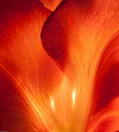 the inside of an orange flower with light coming through it