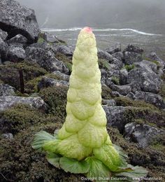 a large green plant sitting on top of a lush green field