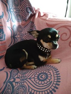 a small black and brown dog laying on top of a pink blanket