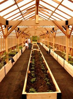 an indoor greenhouse with several rows of plants growing in the ground and people walking around