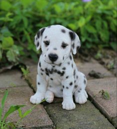 a white and black puppy sitting on top of a brick walkway next to green plants