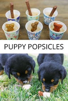 four puppies eating food out of bowls on the ground and in front of them