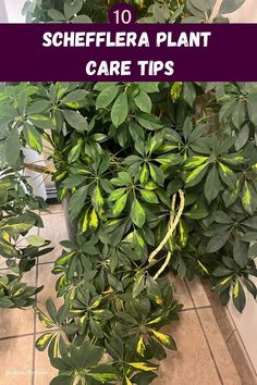 "Schefflera plant care, indoor plant care, houseplant care, caring for 
Schefflera, plant care tips, growing Schefflera, Schefflera maintenance, 
potted plant care, plant care guide, plant care advice" Schefflera Plant Care, Schefflera Plant, Plant Care Tips, Indoor Plant Care, Indoor Gardening, Propagating Plants, Lawn And Garden, Plant Life, Pest Control