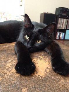 a black cat laying on top of a bed with it's paws stretched out