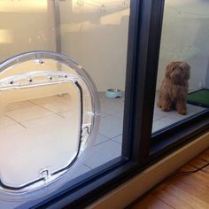 a brown dog sitting on top of a window sill next to a glass door