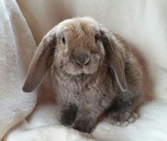 a small rabbit sitting on top of a white blanket