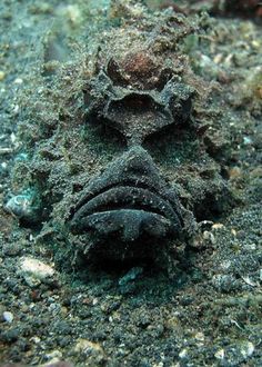 a close up of an animal's face in the sand on the ocean floor