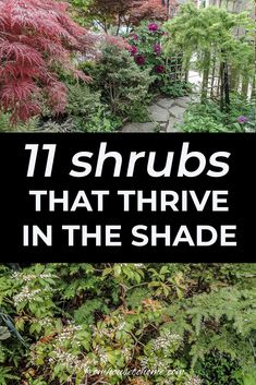 the words 11 shrubs that thrve in the shade are overlaid by foliage