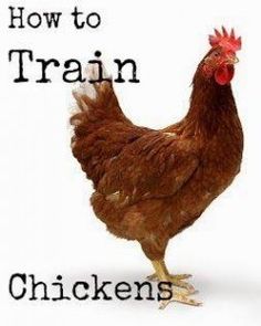 a chicken with the words how to train chickens