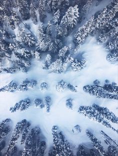 an aerial view of snow covered trees in the middle of winter, taken from above