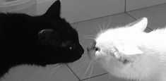 header for twitter || black and white || cats kissing Black And White Cat, White Cat, Tile, Black And White, Twitter, White, Black