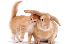 an orange cat standing next to a brown bunny rabbit on white background in front of the camera