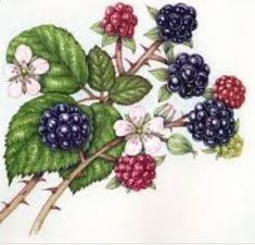 a drawing of berries and leaves on a branch