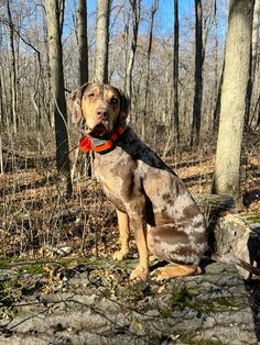 a dog sitting on top of a rock in the woods