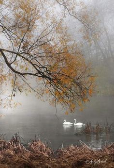 two swans swimming in the water on a foggy day