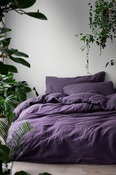 an unmade bed with purple linens and green plants in the corner next to it