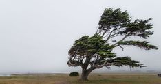 a large tree on the side of a road next to an ocean and grass field