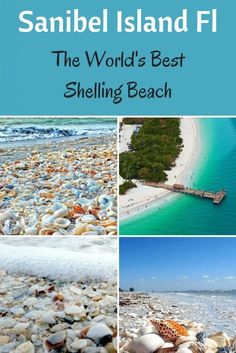 the world's best shelling beach in sanibe island, florida