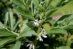 some white flowers and green leaves on a tree